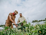 2 Männer ernten Gemüse auf einem Feld ©Ness Rubey